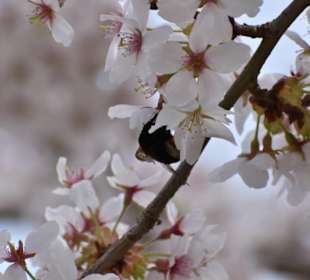 Rombergpark Dortmund