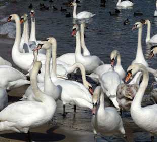 Seebrücke-Schwäne