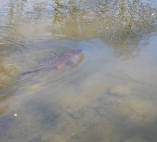 Frühling im Westfalenpark Dortmund