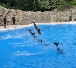 Loro Parque