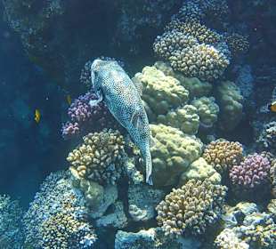 Schnorcheln Marsa Alam