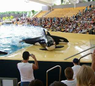 Orca-Show im Loro-Park