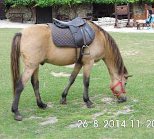 Koník na pohladkanie