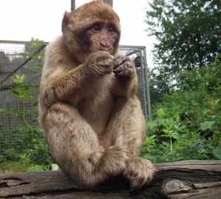 Affenpark