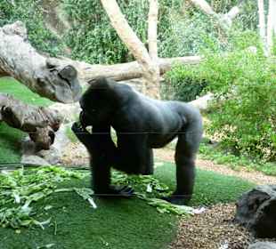 Gorilla 