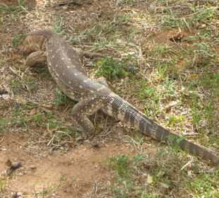 African Bush & Beach Adventures Ltd