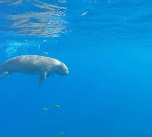 Dugong- schaut mal, wie sie lächelt