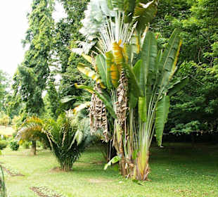 Kandy