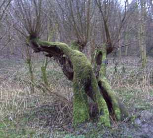 Eindruck entlang der Düssel