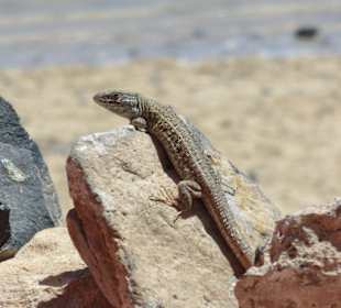 2011 SENTIDO H10 Playa Esmeralda