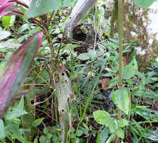 Nasen-Peitschennatter