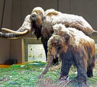 Waldelefanten in der Stuttgarter Gegend