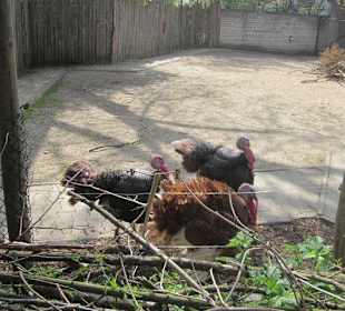 Zoo Heidelberg 