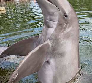 Delfinschwimmen Dolphin Research Center Key Largo