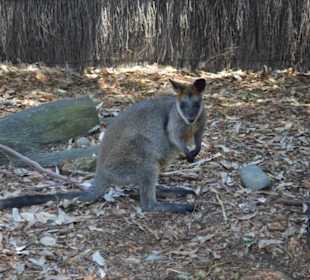 Taronga Zoo