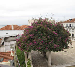 Sommerblüten im Dezember