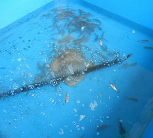 Restaurant Zloty Okon