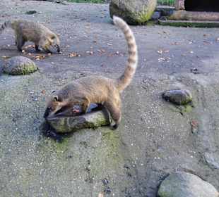 WP LH Herbst Impression