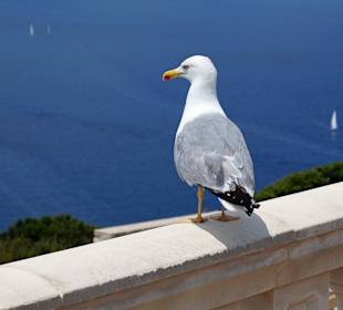 Leuchtturm ,,Wärter''