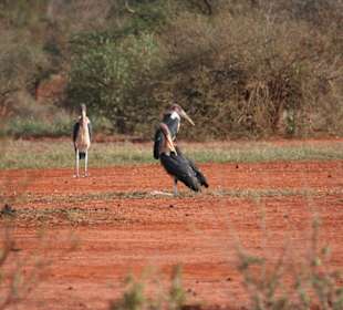 Amboseli