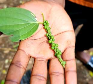 Gewürz-Tour/ Spice-Tour