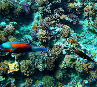 Schnorcheln Makadi Bay