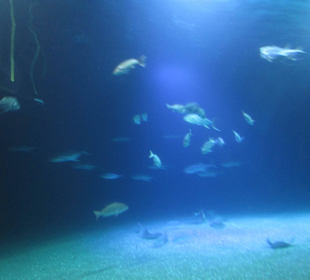 Aquarium / Oceanongrafic