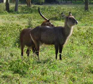 Defassa Wasserböcke