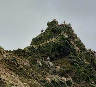 Ausflug Ballestas Inseln