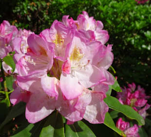 Hauptblüte im Rhododendronpark Bremen
