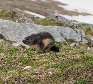Murmeltier am Glockner