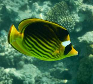 Schnorcheln Sahl Hasheesh