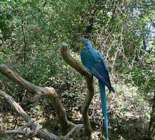 Попугайики