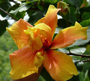 Hibiskusblüte