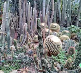 Palmiarnia Poznańska