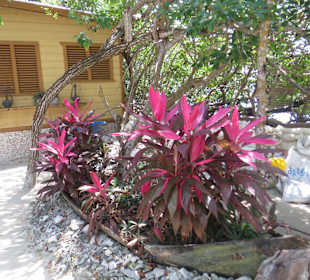 Die Pfanzen im Paradies