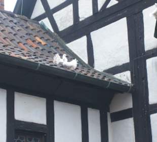 Zwei Turteltauben auf der Wartbug.