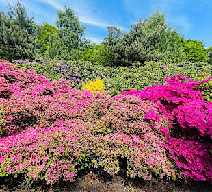 Rhododendronpark