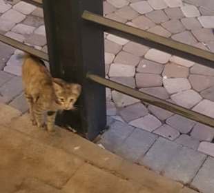 Einer unserer Zaungäste...o)