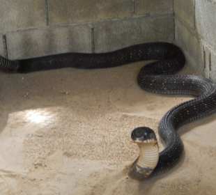 Cobra