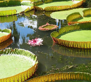 Pampelmuse Garden