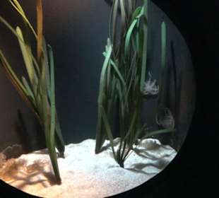 National Aquarium Malta