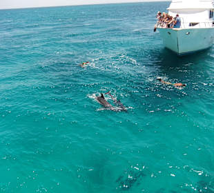 Dolphin Tour Ausflug