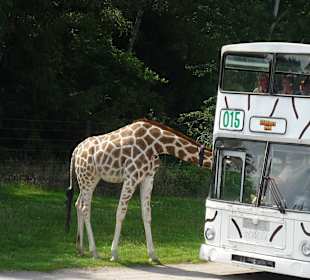 Giraffe hautnah erleben