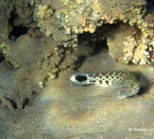 Schwanzfleck-Sandbarsch