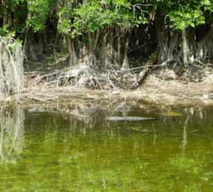 Wildlife direkt neben der Straße 3