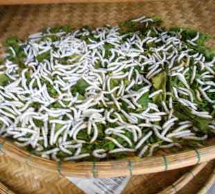 Thang Loi