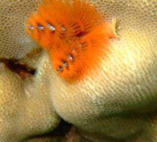 Die Korallen blühen