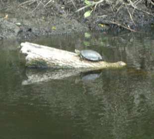 Sumpfschildkröte beim Sonnenbad