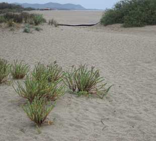Strand bei Muravera